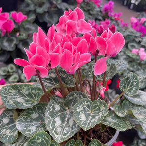 Cyclamen