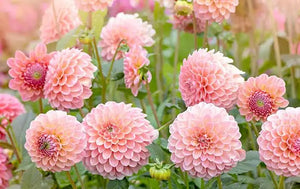 Dahlia