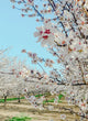 Almond Blossom