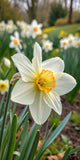Narcissus