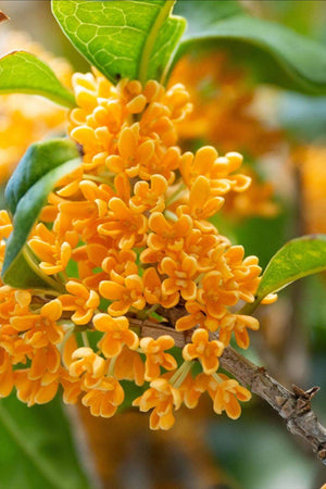 Osmanthus