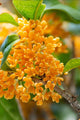 Osmanthus