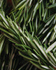 Rosemary