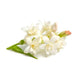 Tuberose